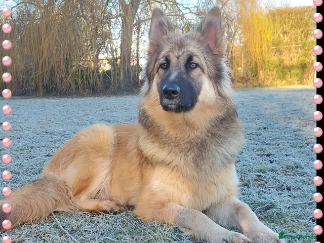 German Shepherd dogs for sale: Stunning babys - Advert 2