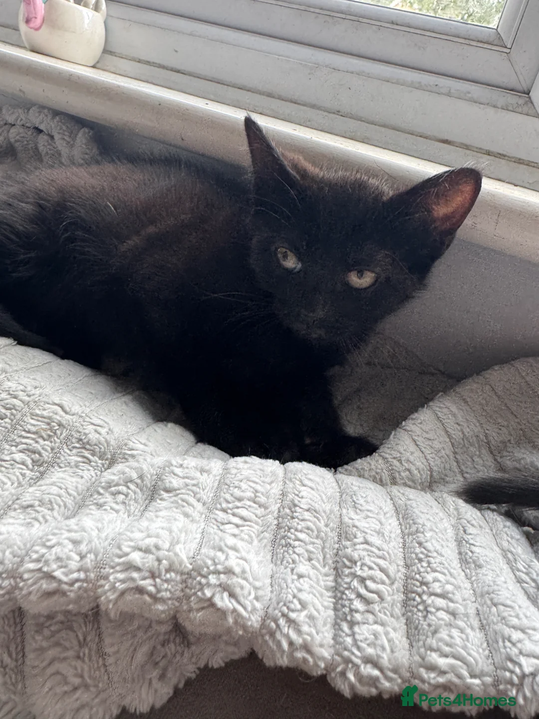 Mixed Breed cats for sale: 4 kittens for sale - Advert 12