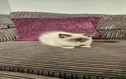 Ragdoll cats for sale: Stunning Ragdoll kittens looking for new homes - Image 15