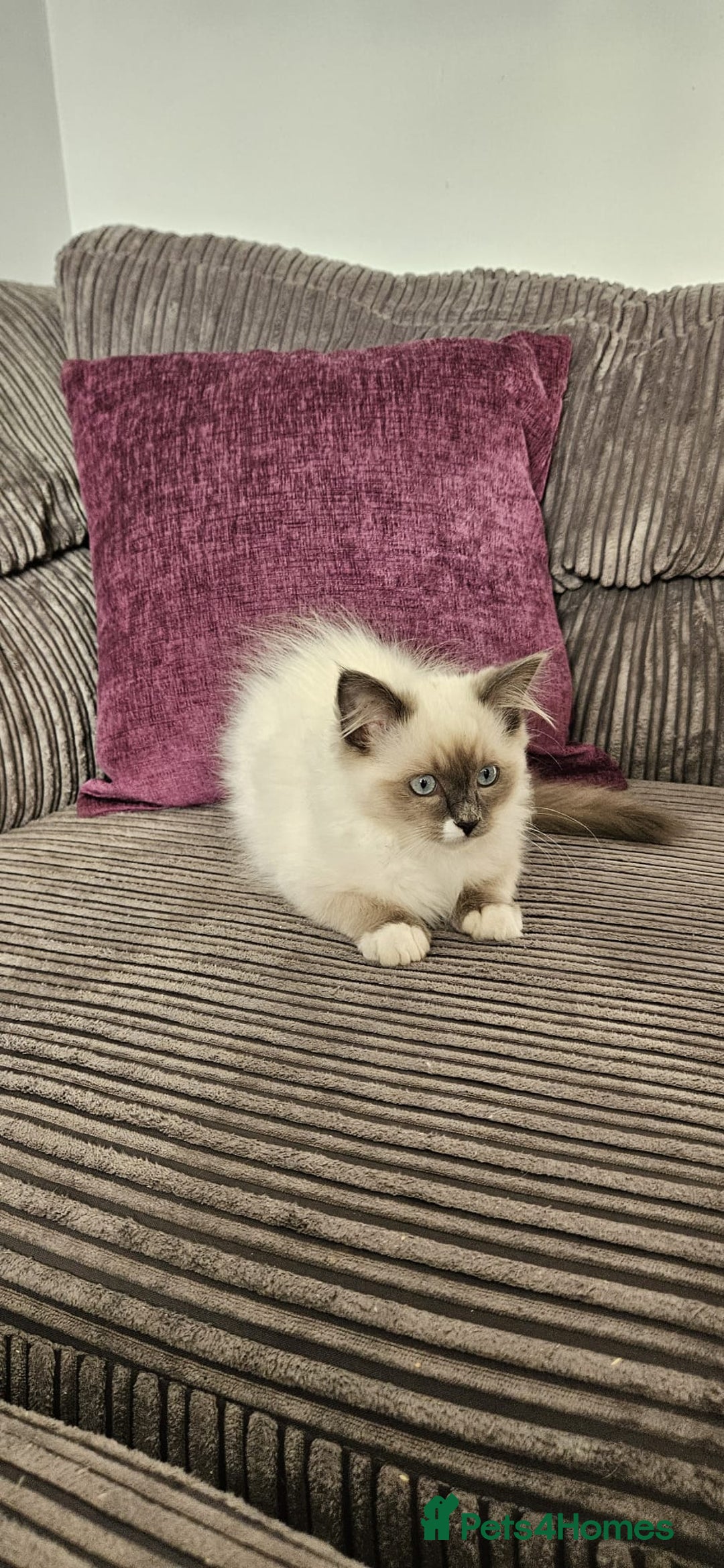 Ragdoll cats for sale: Stunning Ragdoll kittens looking for new homes - Image 15