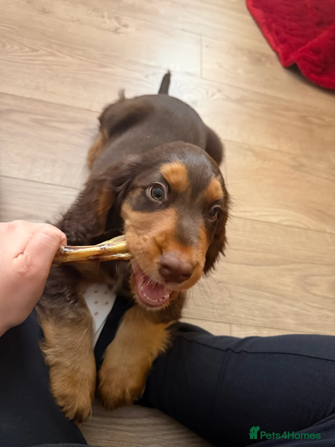 Cocker Spaniel dogs for sale: Cocker Spaniel Puppy - Rolo  - Advert 13