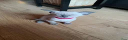 Siamese cats for sale: Gorgeous Siamese kittens!!! - Advert 21