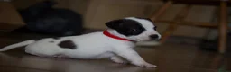 Jack Russell dogs for sale: Short Legged Jack Russel Puppies - Advert 8