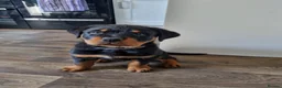 Rottweiler dogs for sale: Kc rottweiler male pup - Advert 4