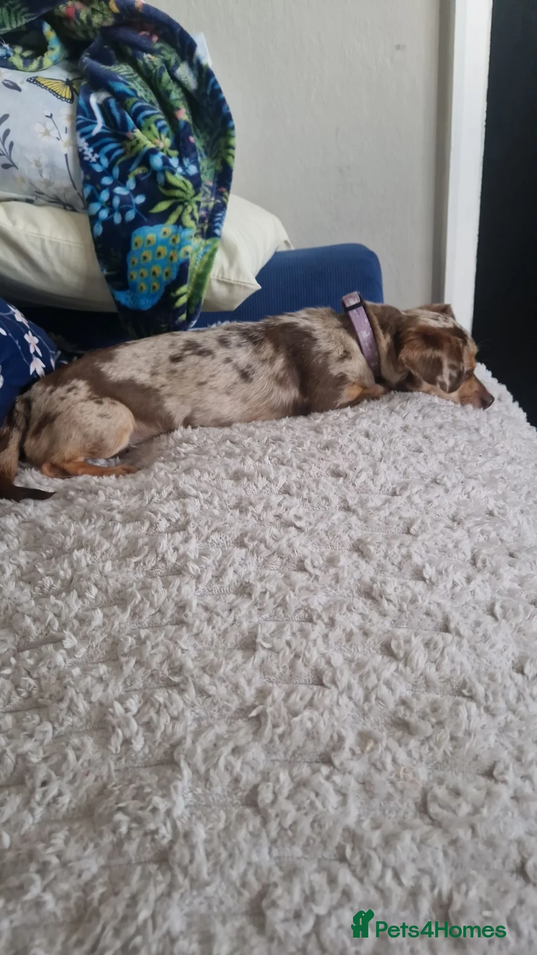 Chiweenie dogs for sale: Beautiful Miniature Dachshund x Chihuahua  - Advert 1