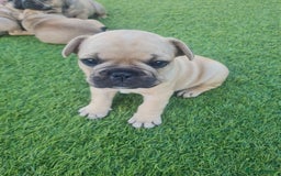 French Bulldog dogs for sale: French Bulldog puppies - Image 15