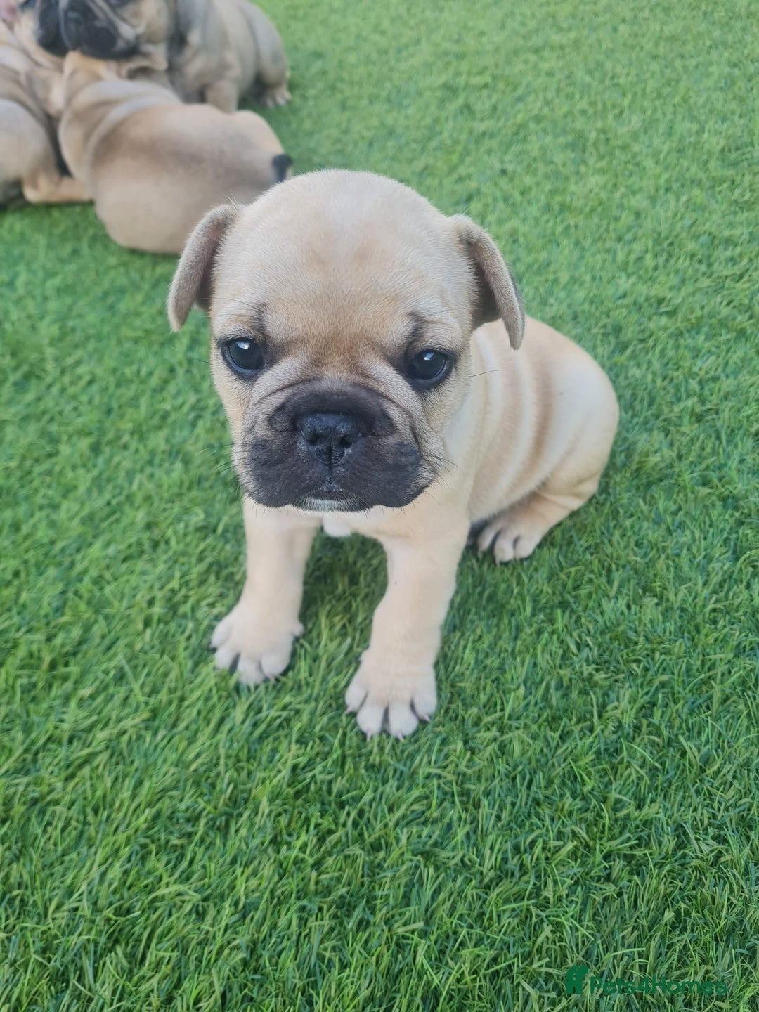 French Bulldog dogs for sale: French Bulldog puppies - Image 15