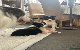 Border Collie dogs for sale: Last 2 girls left !!! International Champion line - Image 3