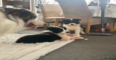 Border Collie dogs - Advert 10