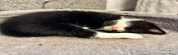 Mixed Breed cats for sale: Beautiful tuxedo kittens  - Advert 17