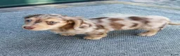 Miniature Dachshund dogs for sale: Beautiful 1-Year-Old Dachshund Looking for a Home in London - Advert 3