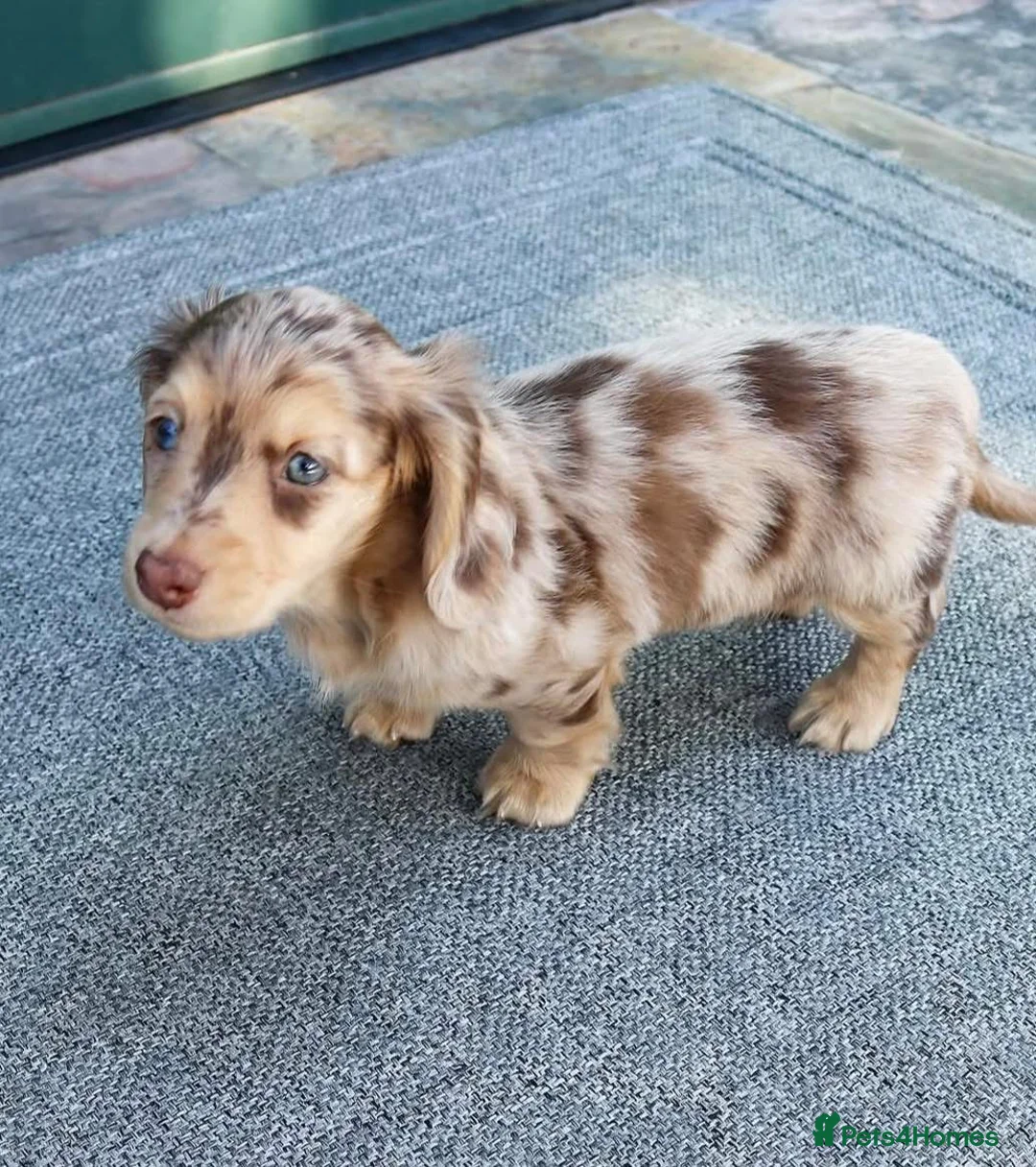 Miniature Dachshund dogs for sale: Beautiful 1-Year-Old Dachshund Looking for a Home in London - Advert 3