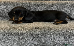 Miniature Dachshund dogs for sale: Beautiful mini dachshunds  - Image 9