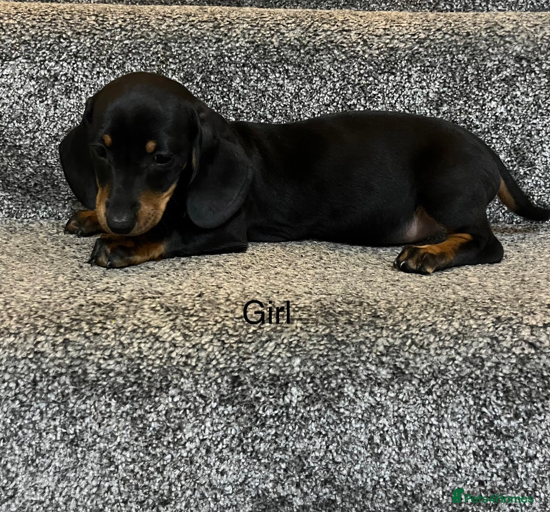Miniature Dachshund dogs for sale: Beautiful mini dachshunds  - Image 9
