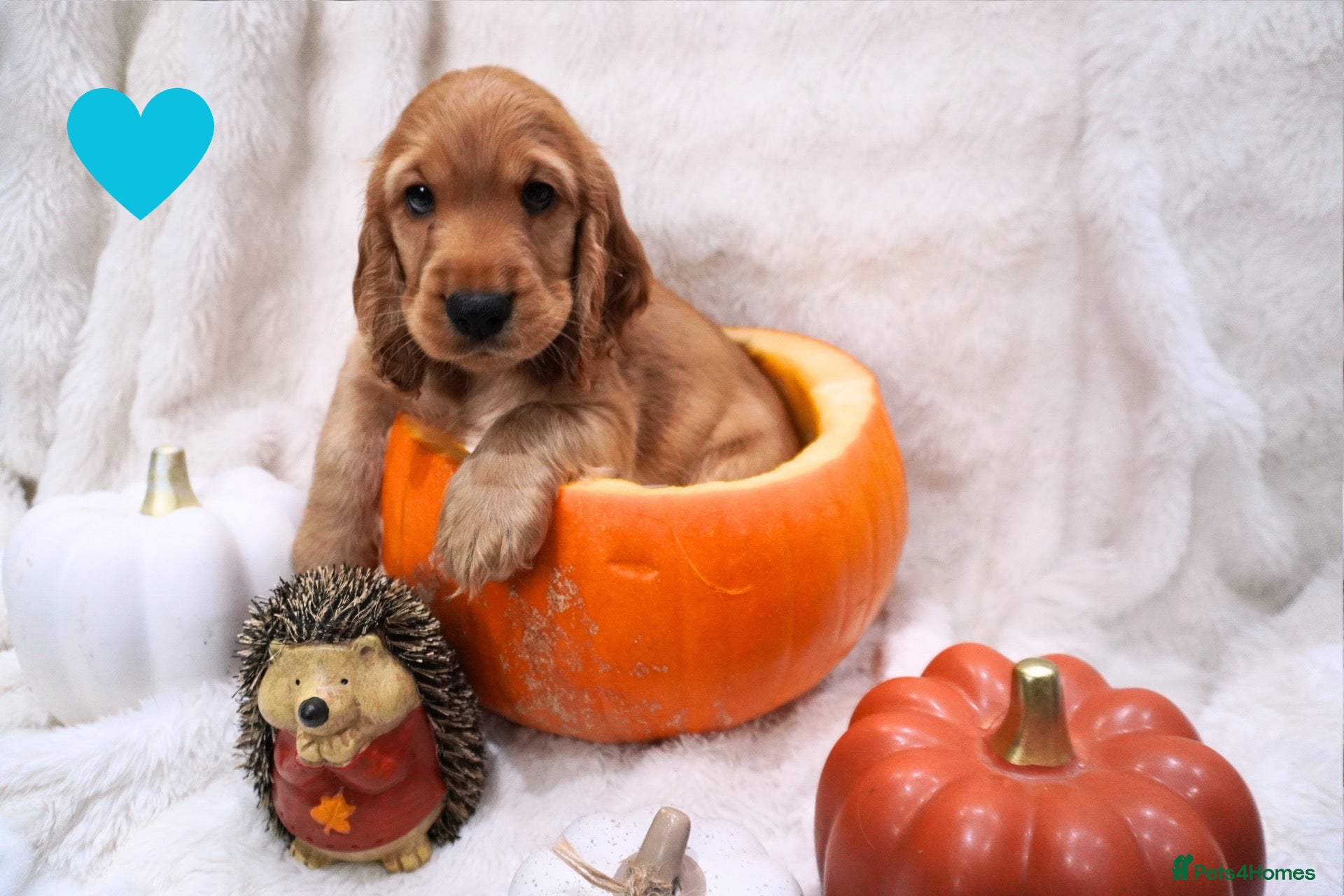 Cocker Spaniel dogs Beautiful cocker spaniel puppies  - Advert 2