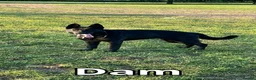 German Shepherd dogs for sale: Elite DDR / Czech Working Line GSD Pups in Ashton-under-Lyne - Advert 6