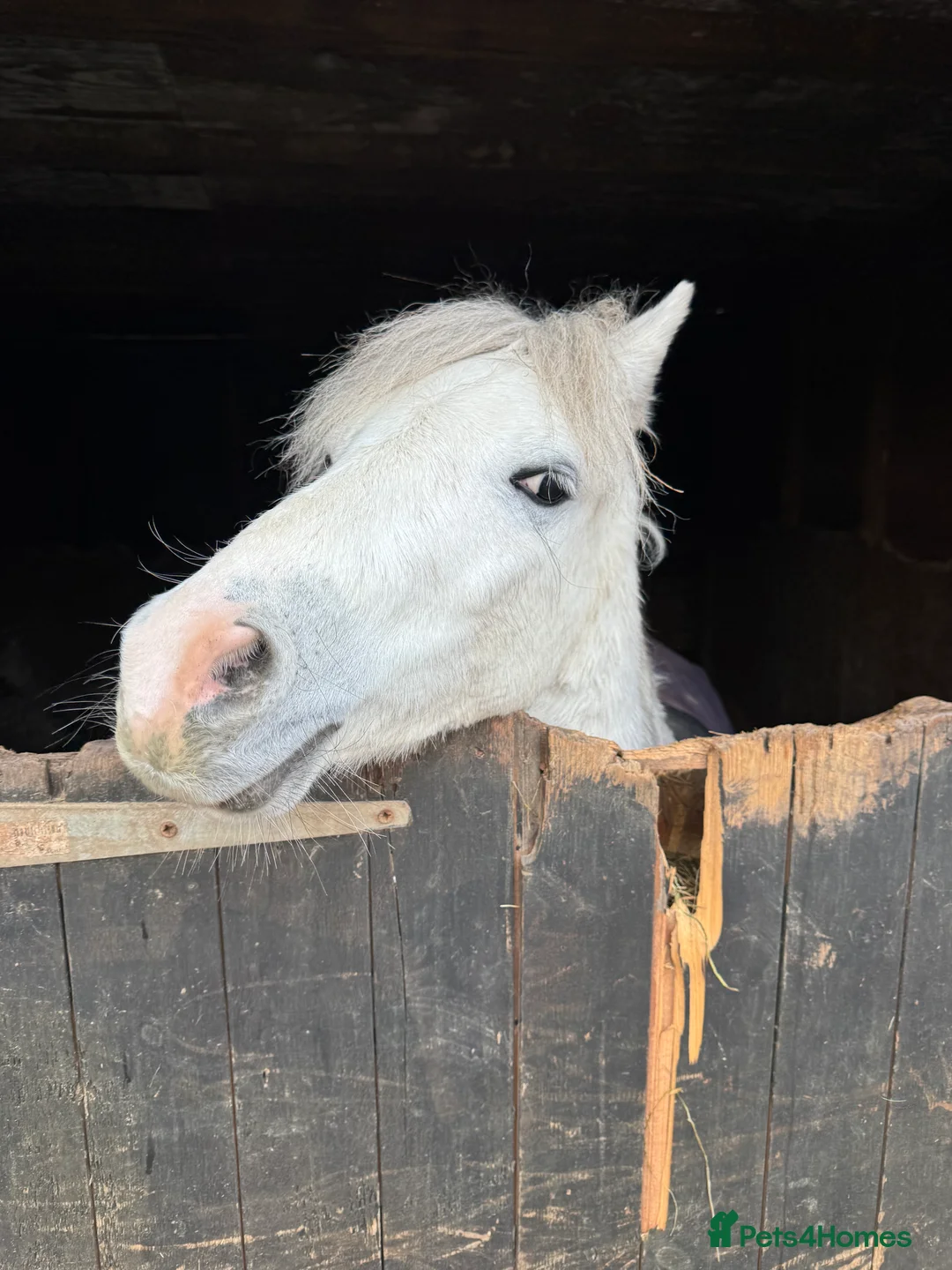 Welsh Section A horses for sale: Lovely little gelding - Advert 3