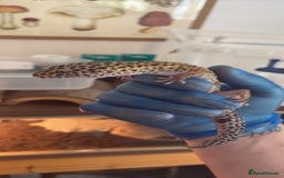 Leopard Gecko reptiles for sale: 2 leopard geckos with full vivarium and supplies - Image 3