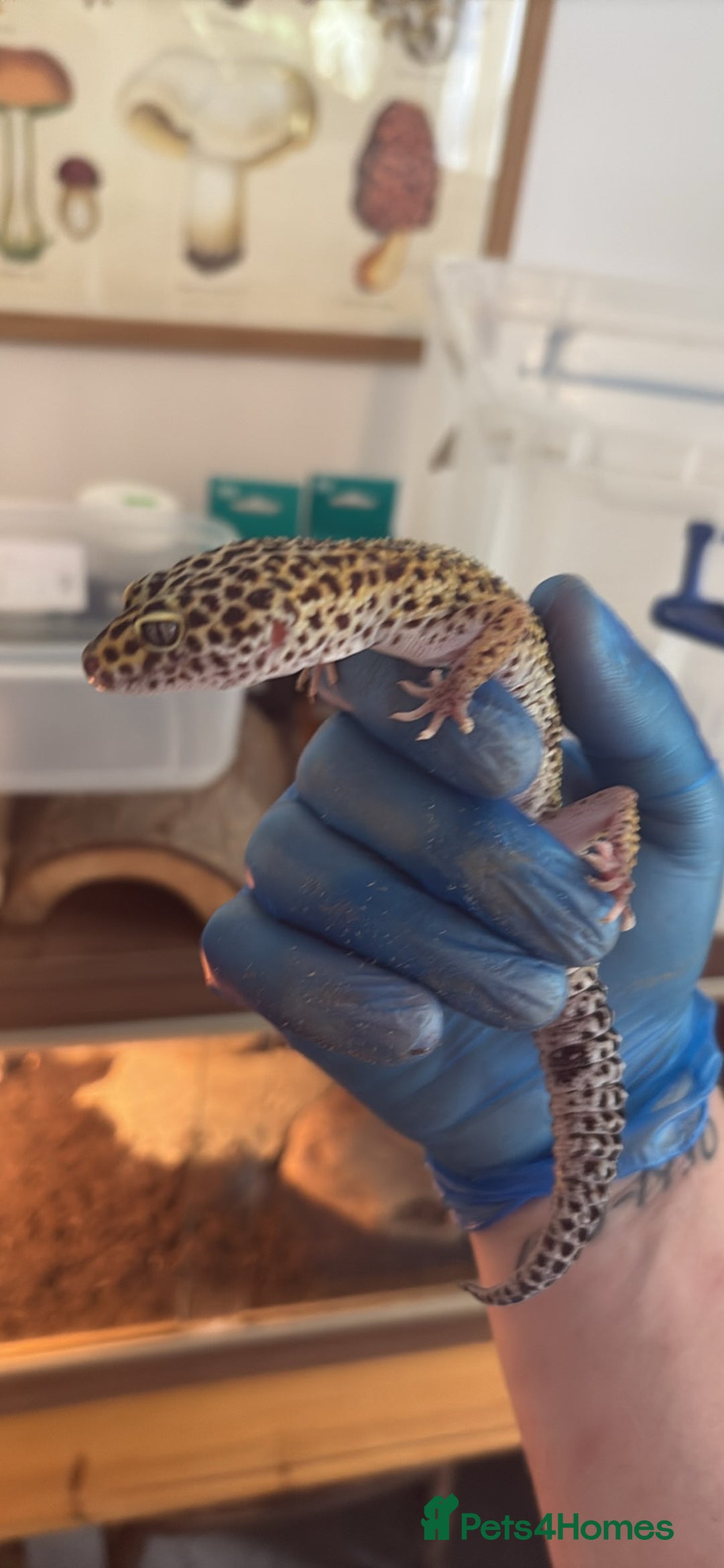 Leopard Gecko reptiles for sale: 2 leopard geckos with full vivarium and supplies - Image 3
