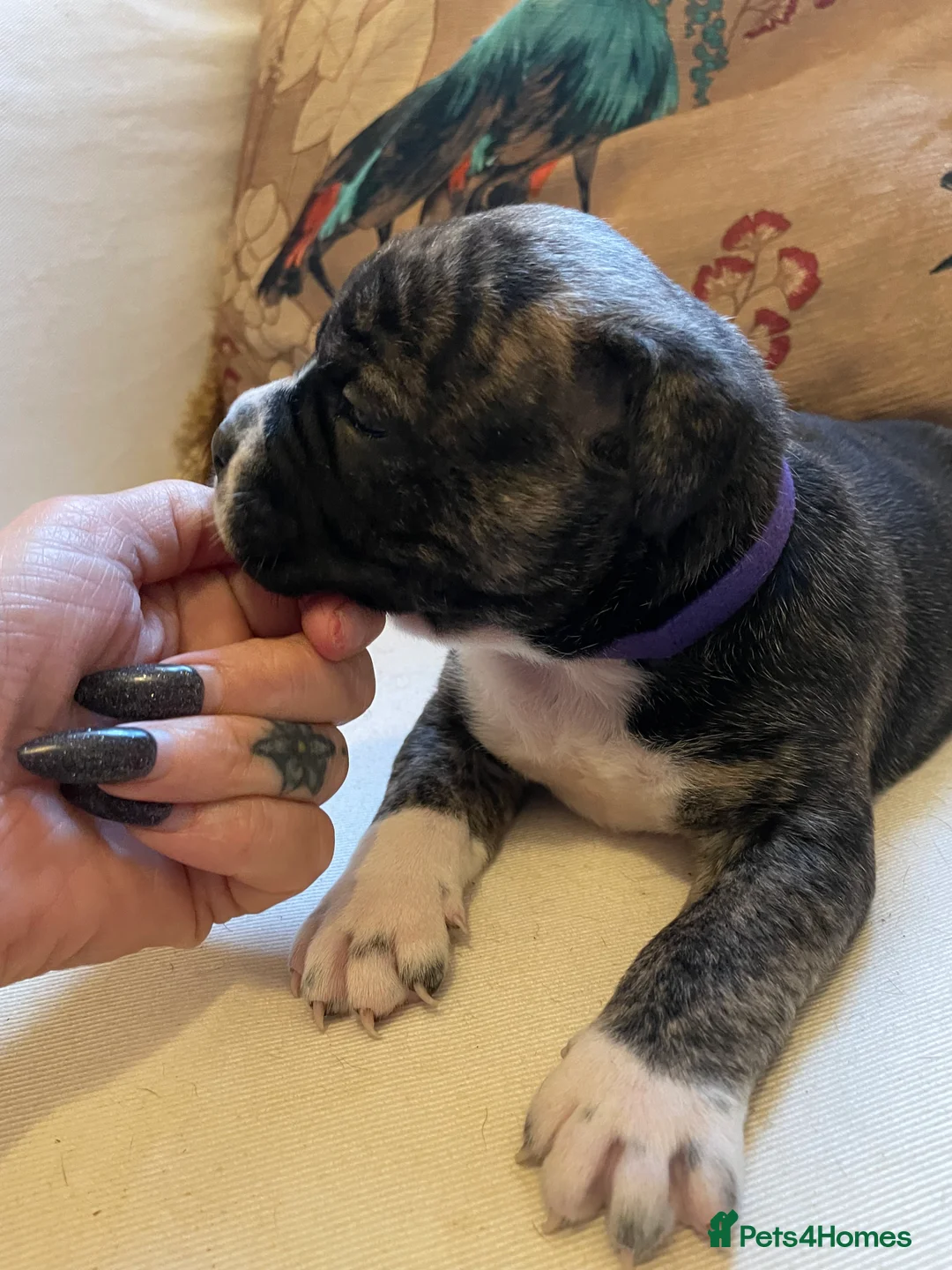 American Bully dogs for sale: ⭐️ 3/4 stunning Pocket bullys mix of colours ⭐️ - Advert 19