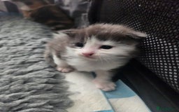 Maine Coon cats for sale: Maine Coon Kittens purebred – Reserve Now - Image 17