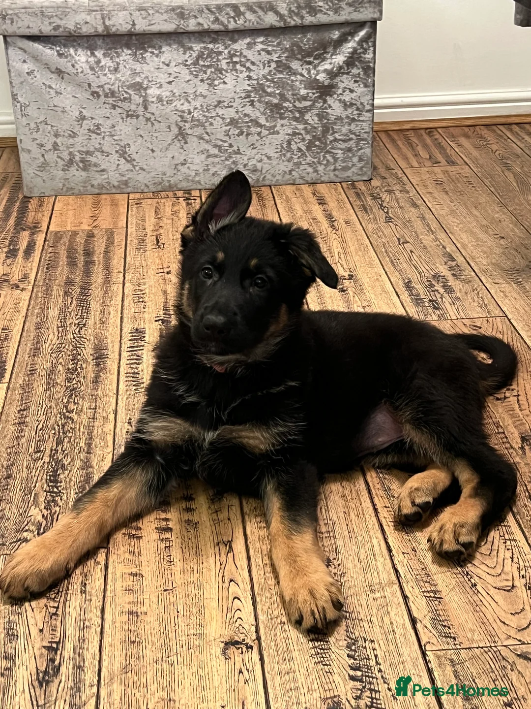 German Shepherd dogs for sale: 2 Working line female German Shepard pups  in Basildon - Advert 1