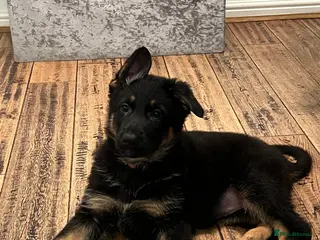 German Shepherd dogs 2 Working line female German Shepard pups in Basildon - Advert 1