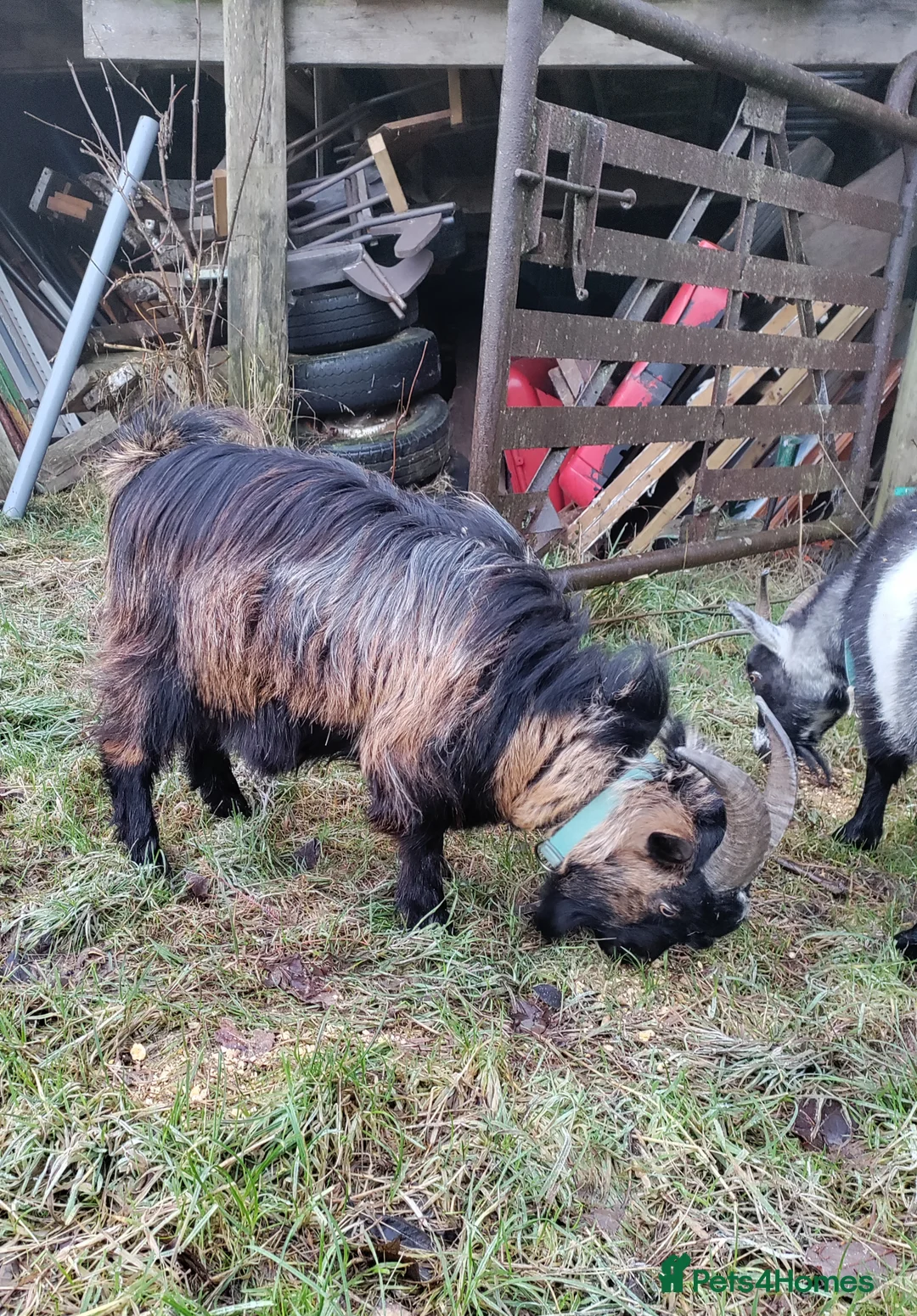 Goats livestock for sale: Two pigmy goats - Advert 2