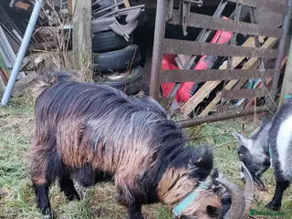 Goats livestock Two pigmy goats - Advert 3