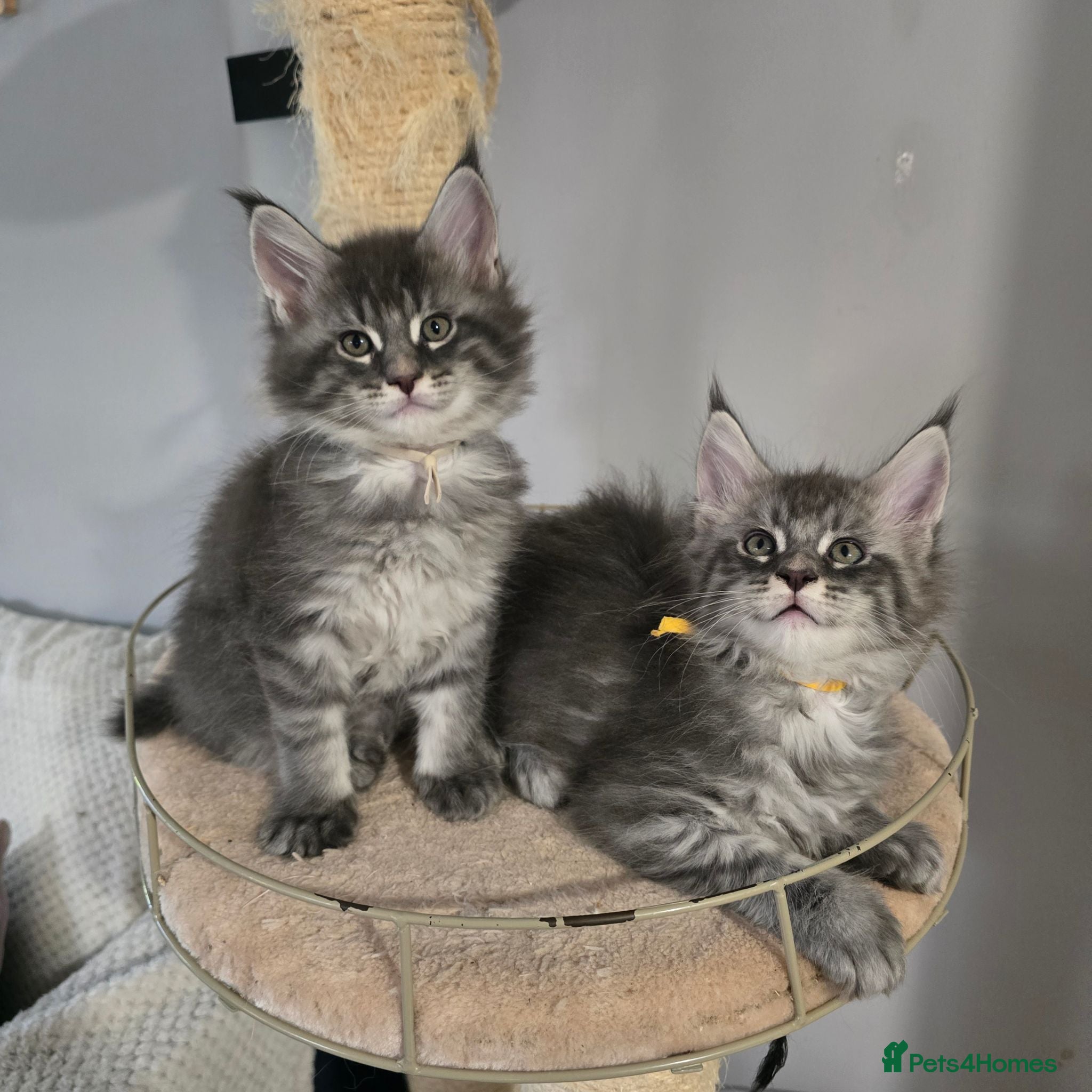Maine Coon cats tica registered females mainecoon shaded line - Advert 11