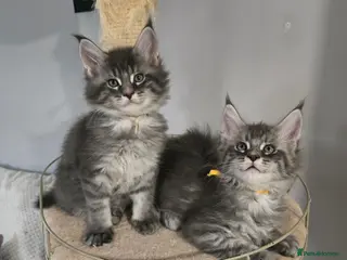 Maine Coon cats tica registered females mainecoon shaded line - Advert 11