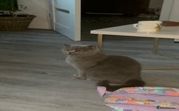 British Shorthair cats for sale: British Shorthair cat  - Image 5