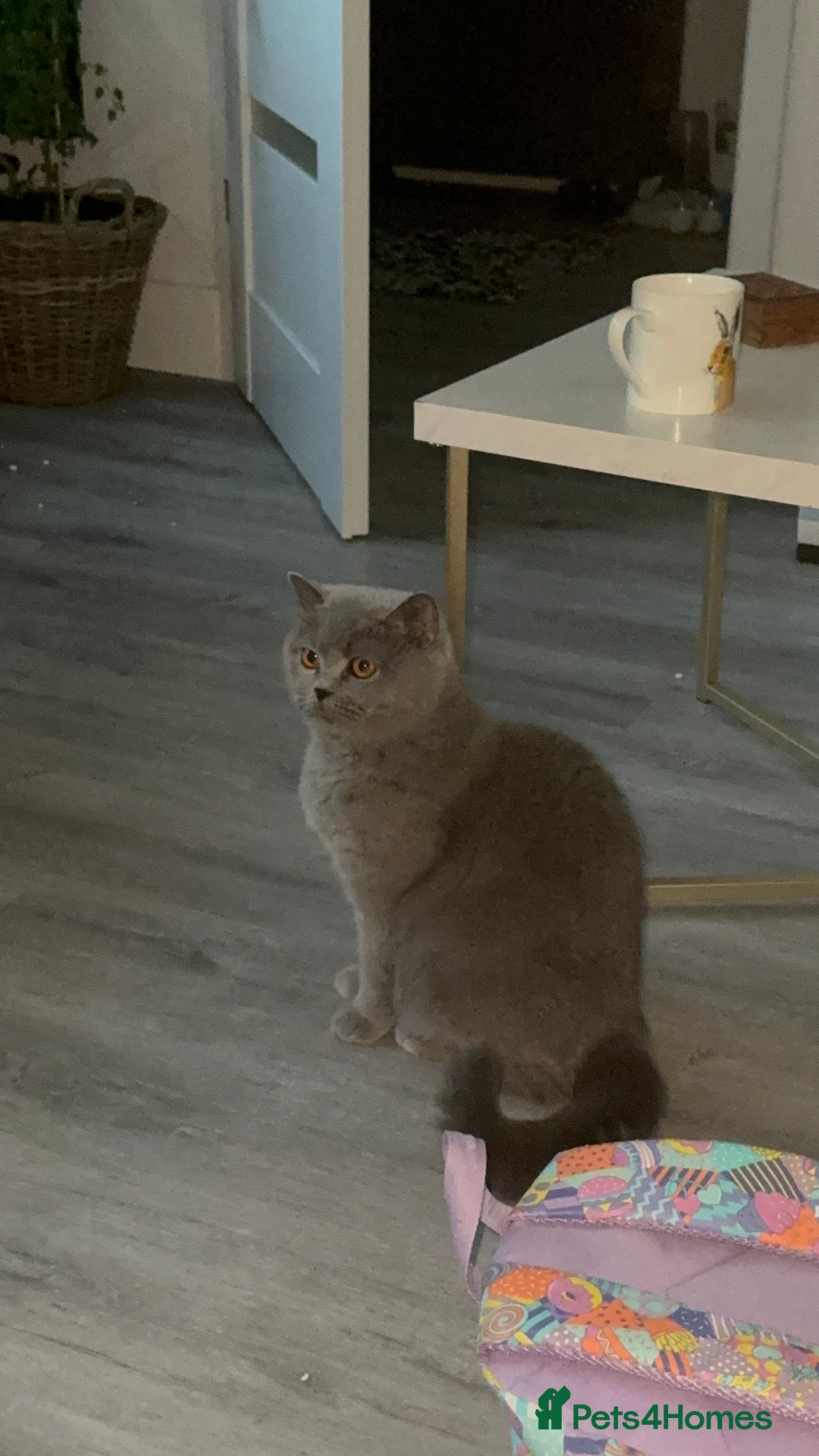 British Shorthair cats for sale: British Shorthair cat  - Image 5