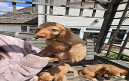 Cocker Spaniel dogs for sale: Cocker spaniel pup,FULLY VACCINATED LAST GIRL   - Image 5