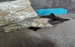 British Shorthair cats for sale: 3 gorgeous boy kittens - Image 7