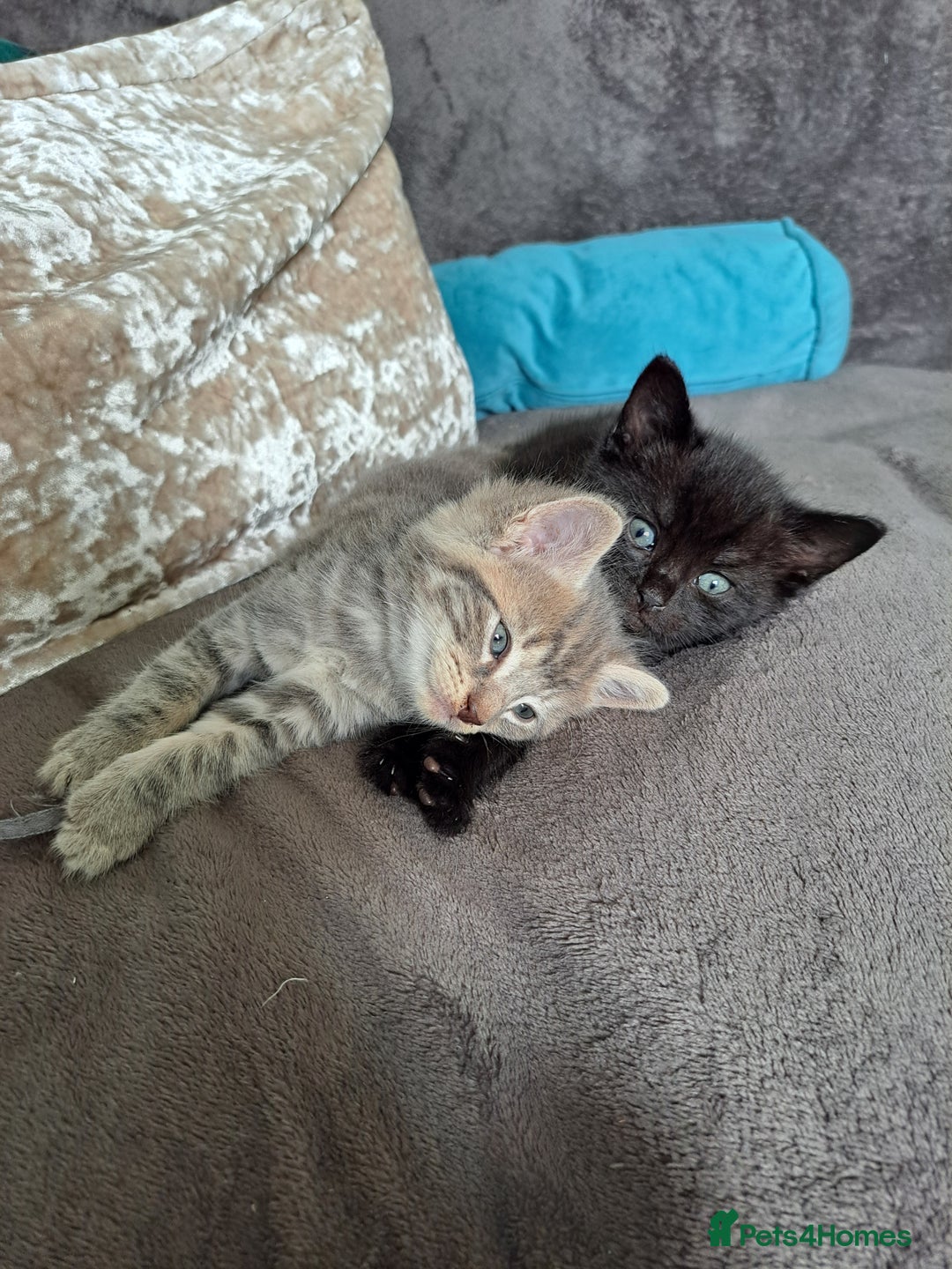 British Shorthair cats for sale: 3 gorgeous boy kittens - Image 7