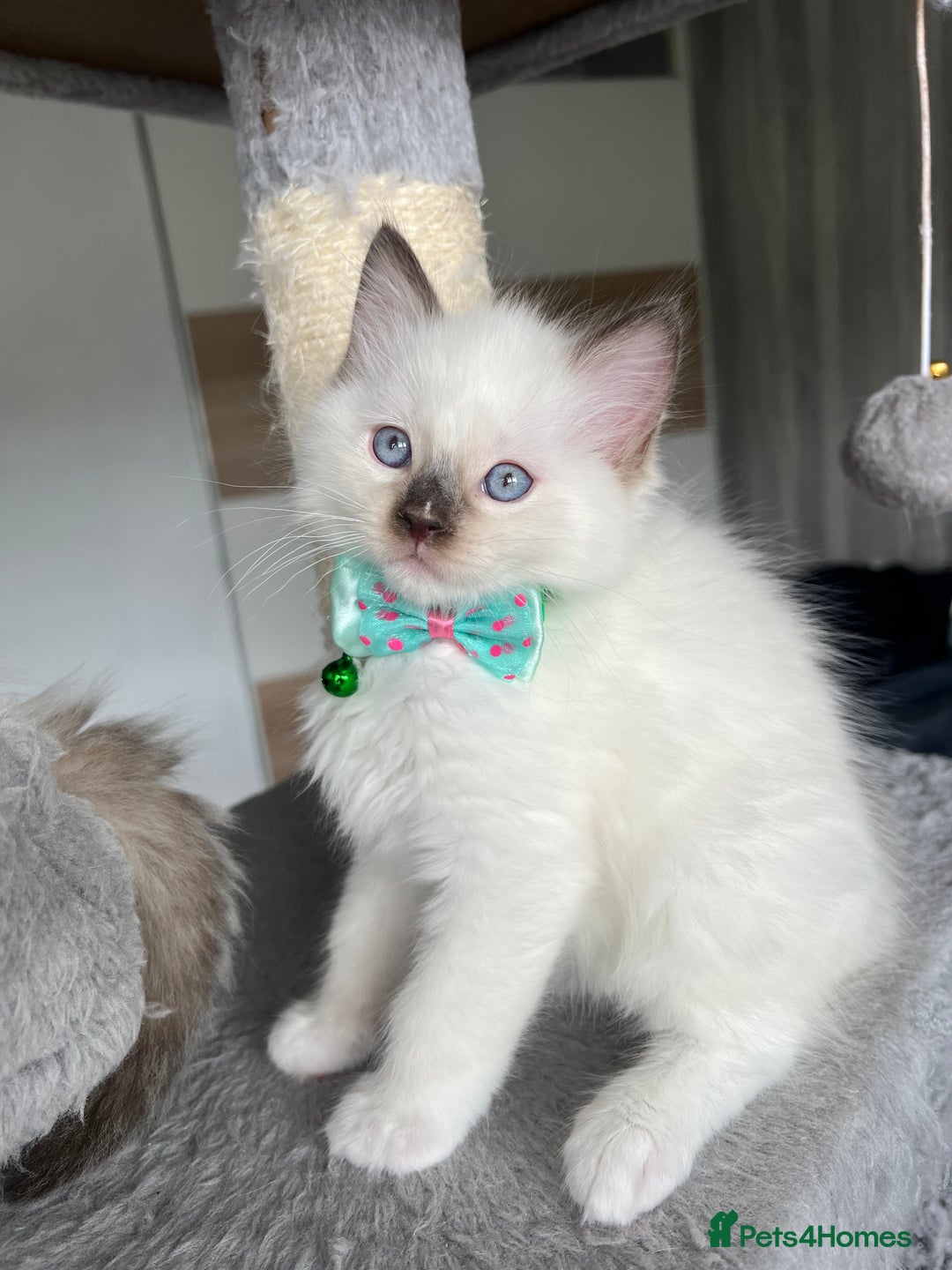 Ragdoll cats for sale: Registered Ragdoll kittens LAST GIRL HCM/PKD clear - Image 10