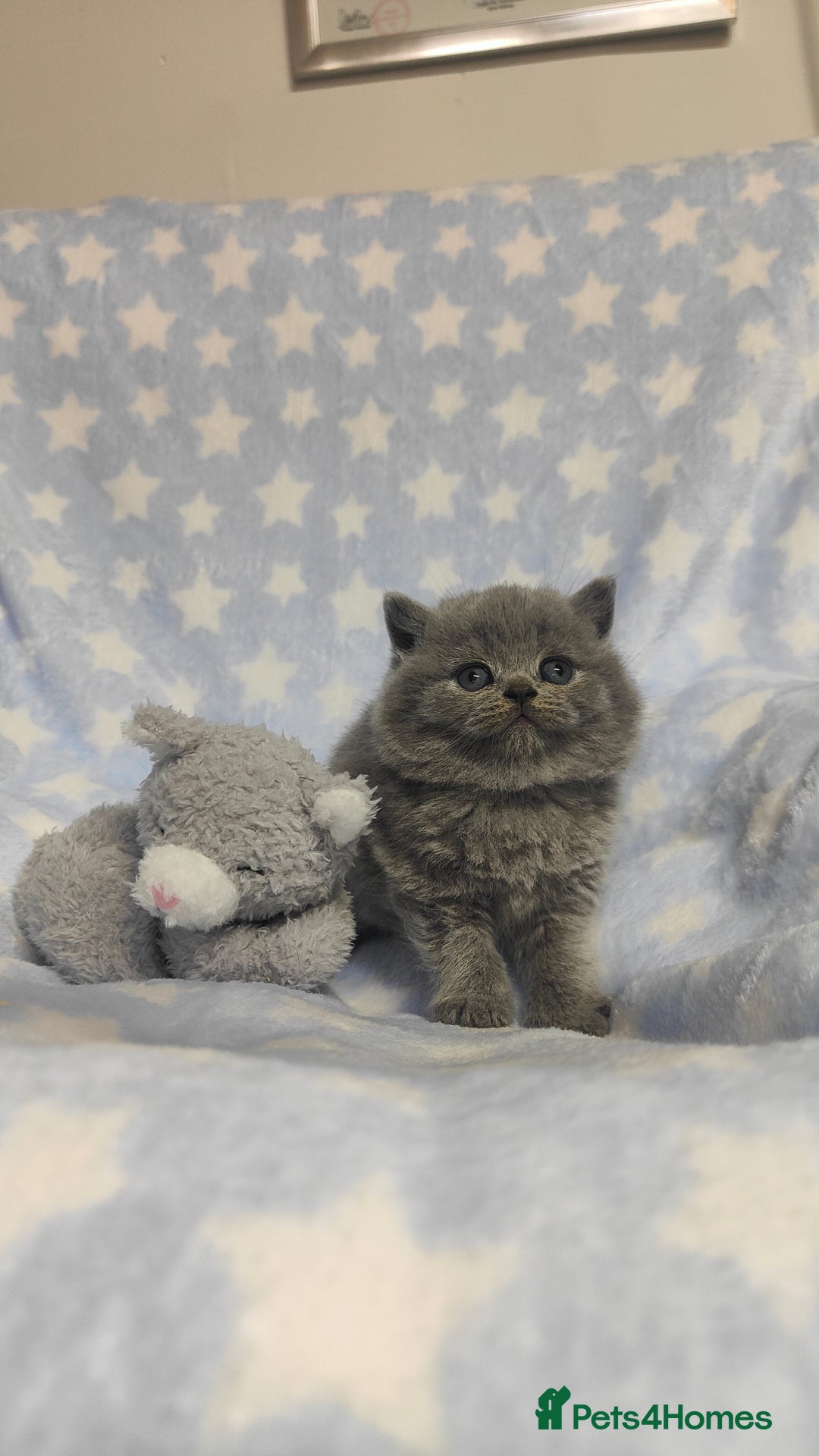 British Shorthair cats for sale: GCCF Registered Chunky British Shorthair Kittens  - Advert 9