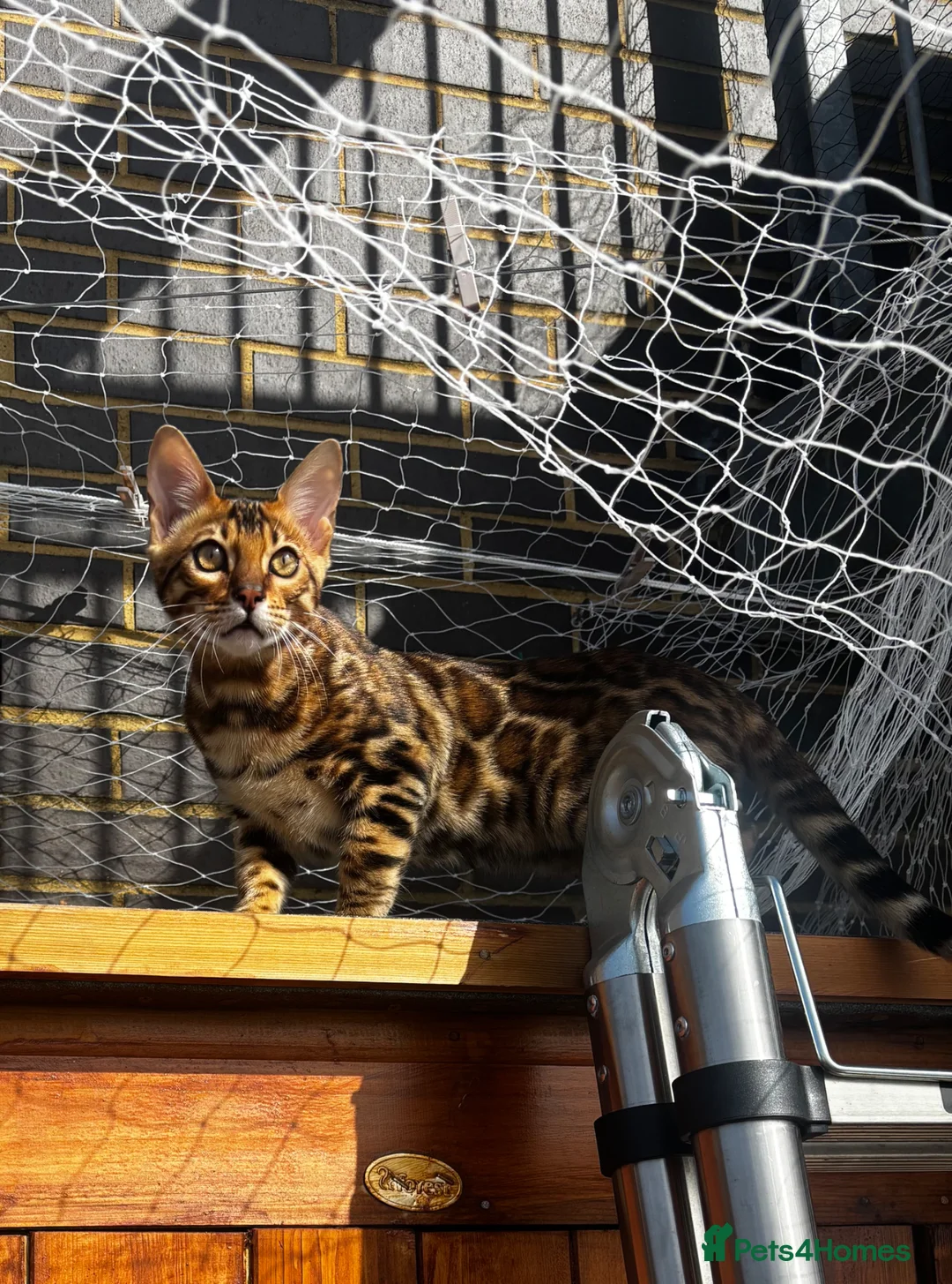 Bengal cats for sale: Beautiful Bengal Kitten – 4.5 Months Old – £600 in London - Advert 1