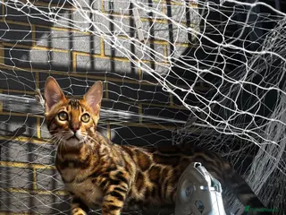 Bengal cats Beautiful Bengal Kitten – 4.5 Months Old – £600 - Advert 1
