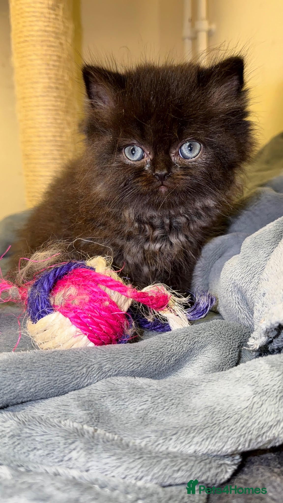 Persian cats Beautiful Persian Kittens – Ready This Weekend 🐾 - Advert 13