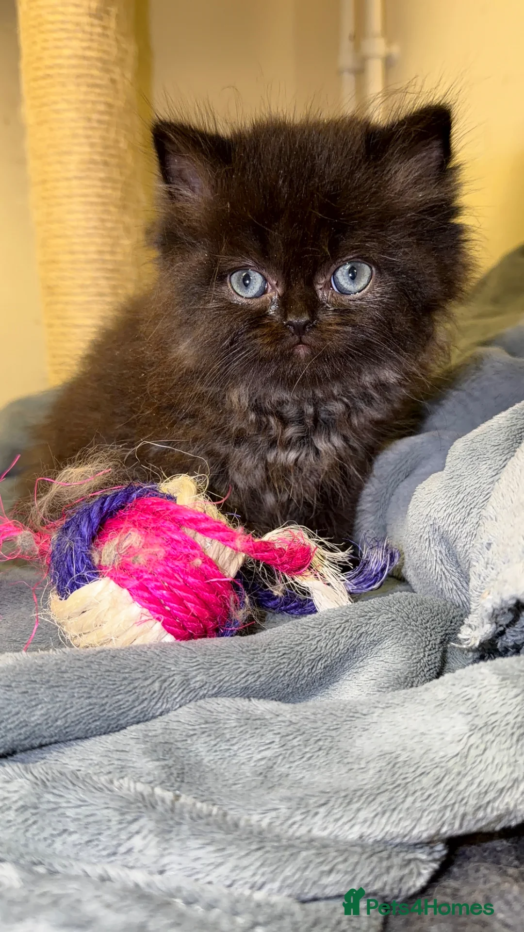 Persian cats for sale: Beautiful Persian Kittens – Ready To leave 🐾 - Advert 1