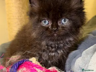 Persian cats Beautiful Persian Kittens – Ready This Weekend 🐾 - Advert 13