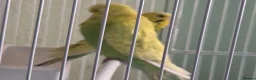Budgerigars birds for sale: Exhibition budgie show budgie  in Birmingham - Advert 5