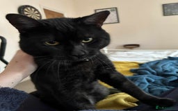 Domestic Shorthair cats for sale: Beautiful Male Egyptian Mau x Kitten for Rehoming - Image 3