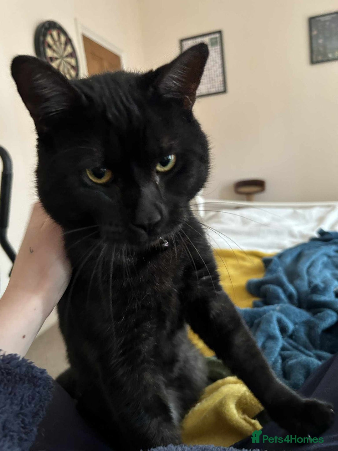 Domestic Shorthair cats for sale: Beautiful Male Egyptian Mau x Kitten for Rehoming - Image 3