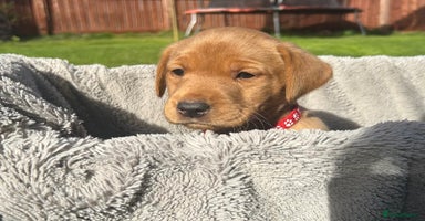 Labrador Retriever dogs - Advert 1