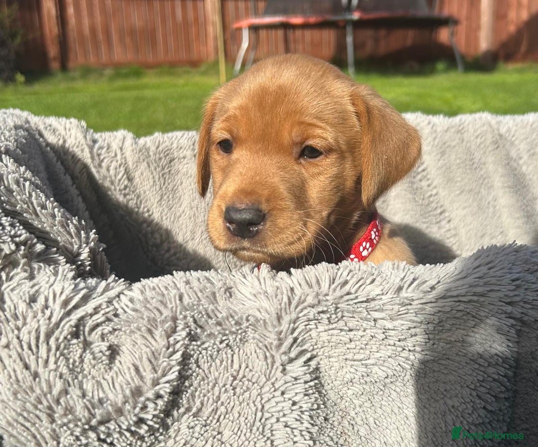 Labrador Retriever dogs for sale: Beautiful litter of KC labrador puppies  - Image 3