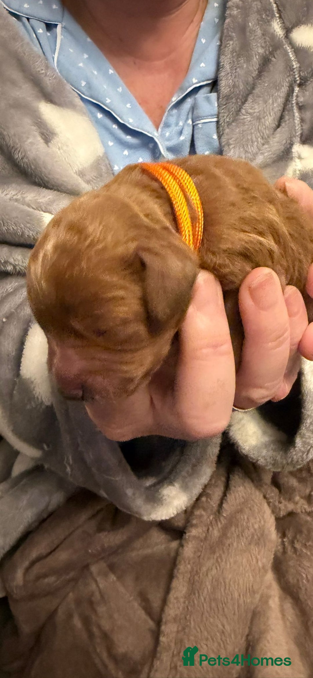 Mixed Breed dogs for sale: Stunning Cavapoochon Puppies - Advert 11