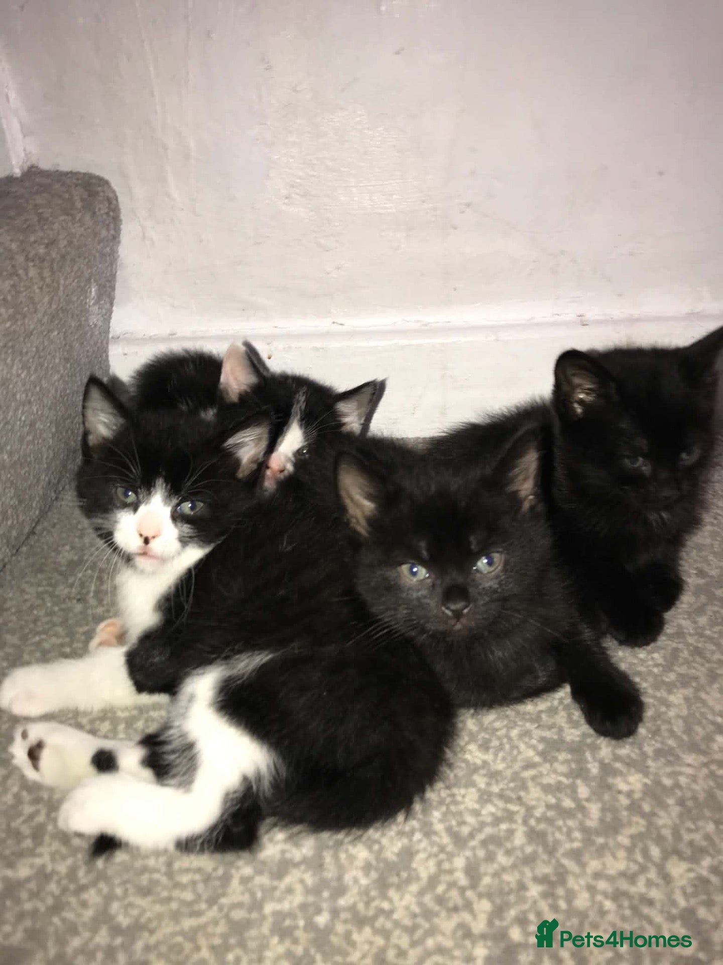 Mixed Breed cats for sale: Five adorable kittens looking for a good home - Advert 4